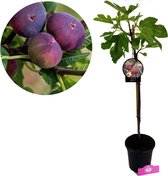 Ficus carica 'Signora' / 'Brogiotto Nero' Vijgenboom, 2 liter pot