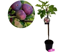 Ficus carica 'Signora' / 'Brogiotto Nero' Vijgenboom, 2 liter pot