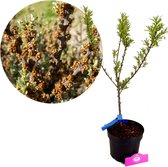 Hippophae rhamnoides 'Pollmix', Duindoorn, Mannelijk, 2 liter pot