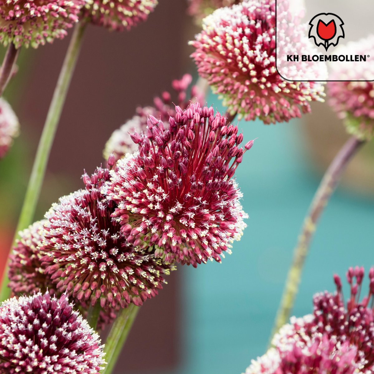 Bloembollen - Allium red mohican bloembollen - KH Bloembollen - Sieruien - Rood - 10 Stuks - Cadeau - Tuin - Maat 11/12! - Vers van de teler!