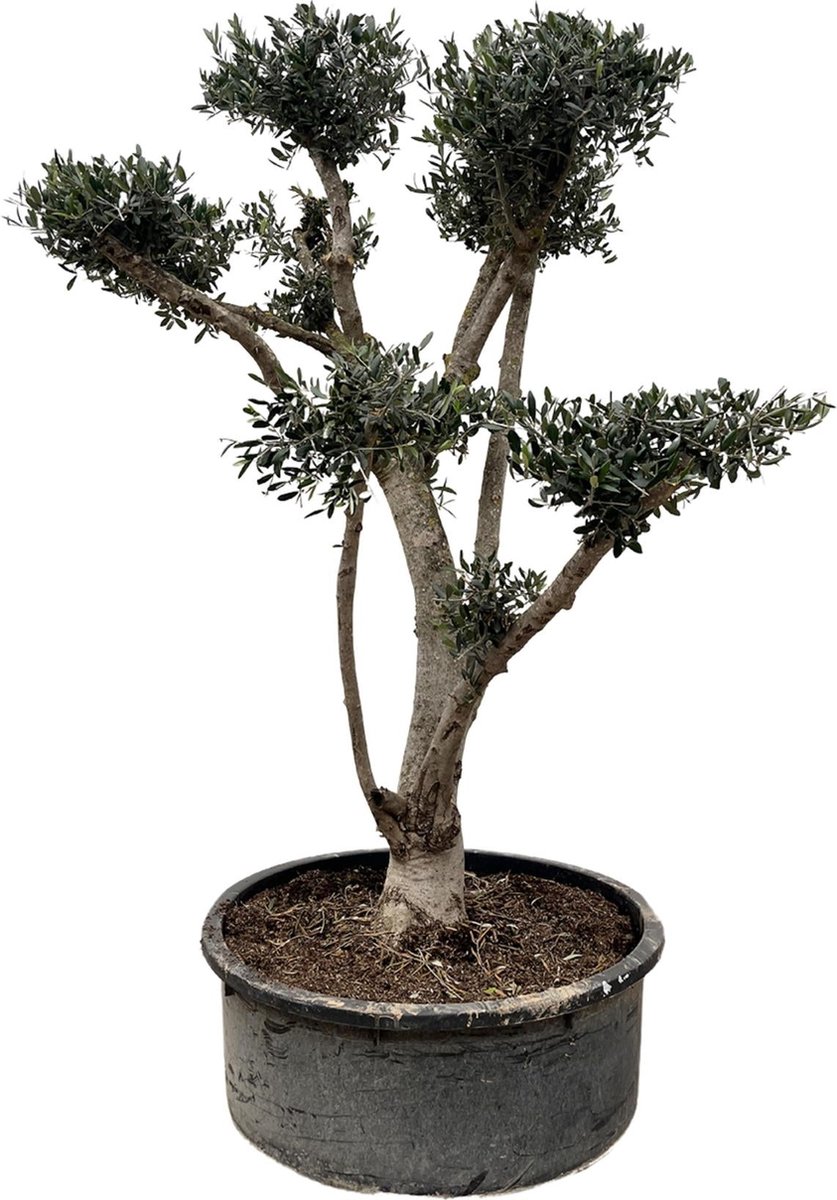 Olea Europaea Pompon - 225cm- Ø80
