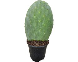 Opuntia Cactus - 40 cm - Ø17cm
