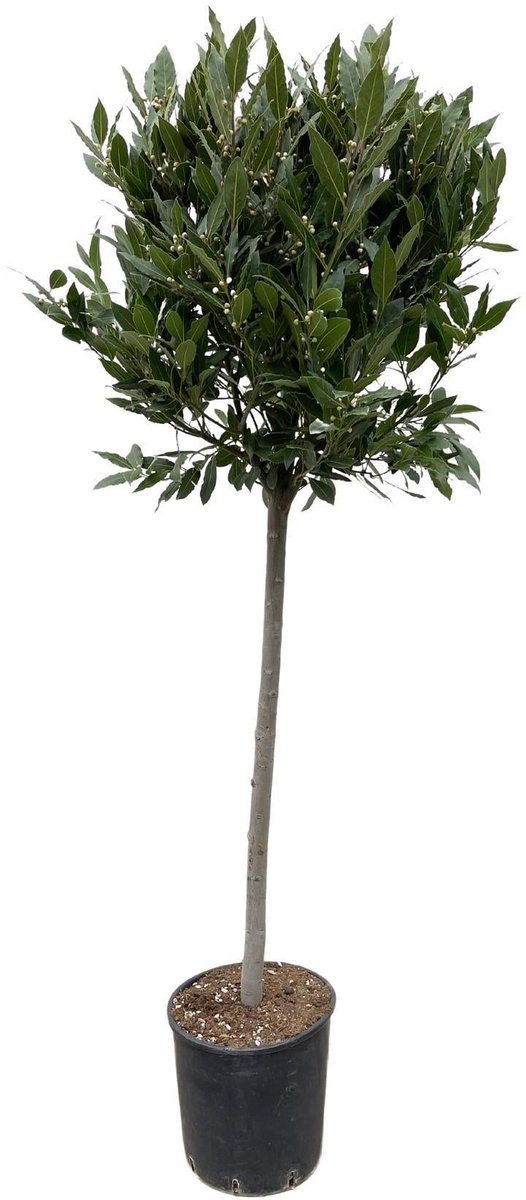 Laurus Nobilis stam - 180 cm - ø40