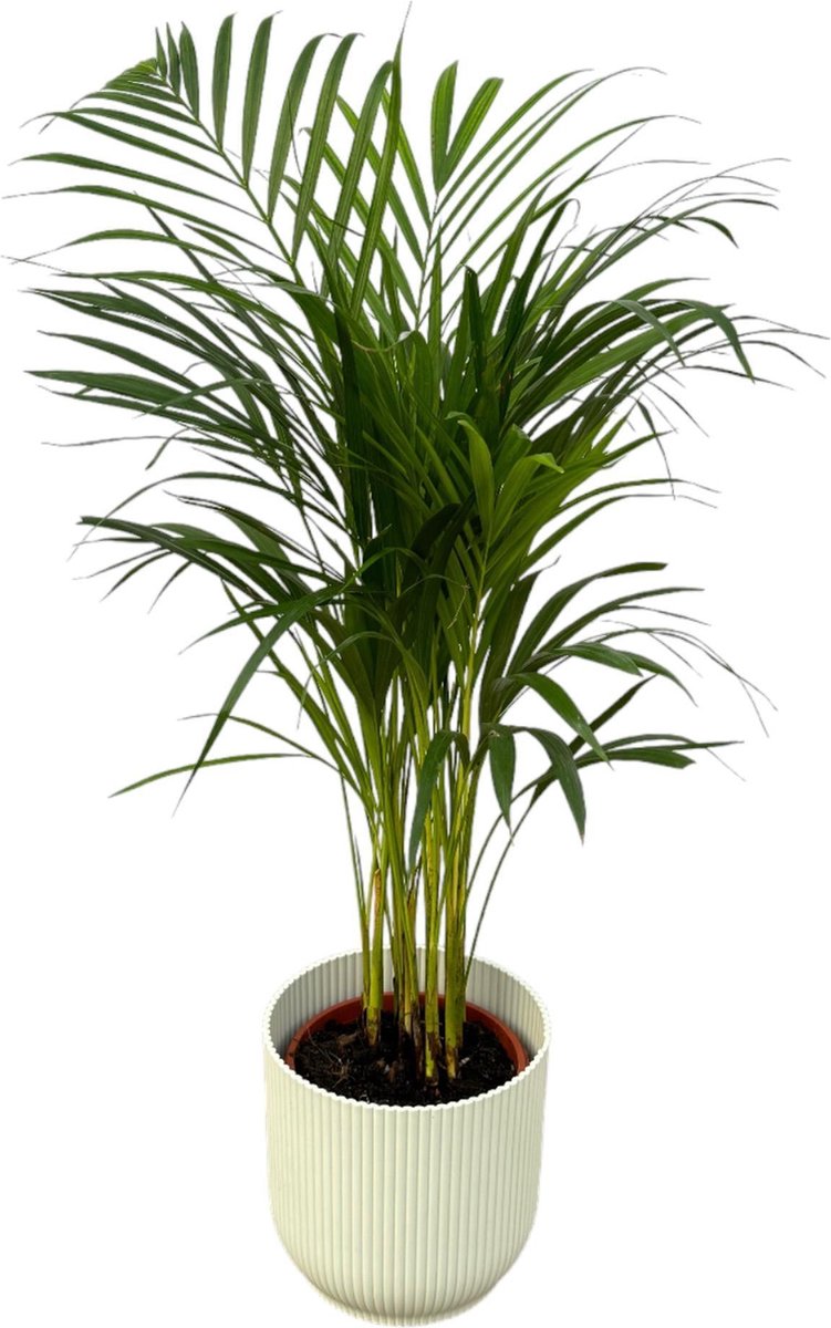 Areca palm - ↨85cm - Ø19cm inclusief elho Vibes Fold Round wit D22xH20