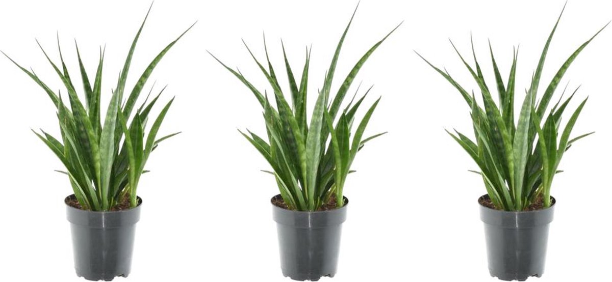 3x Sansevieria Kirkii - 38 cm - ø12