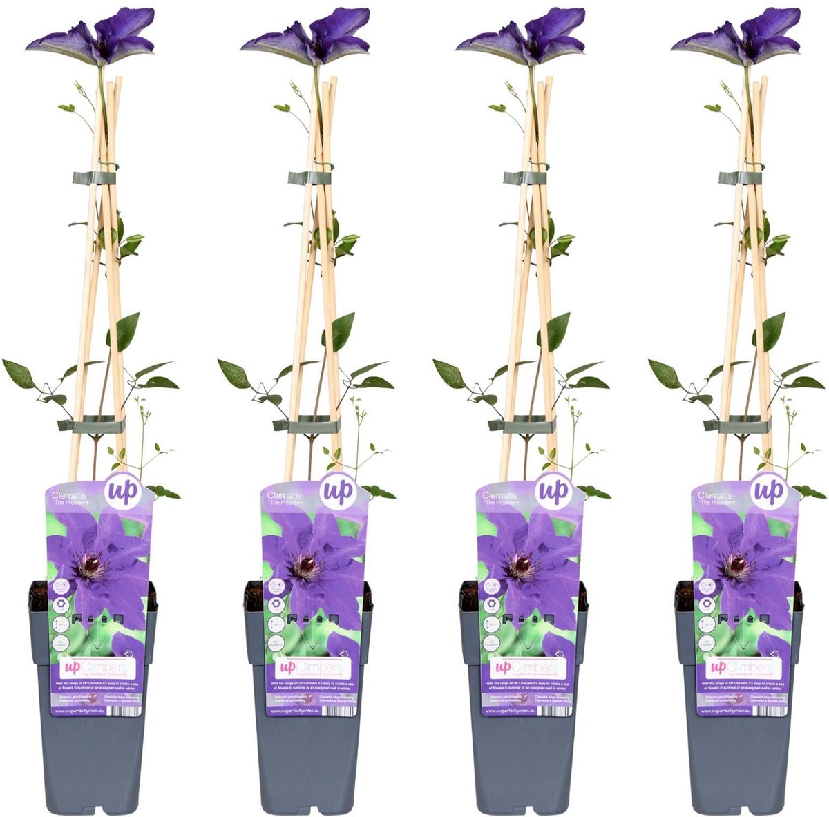 4x - Clematis The President - ↨65cm - Ø15