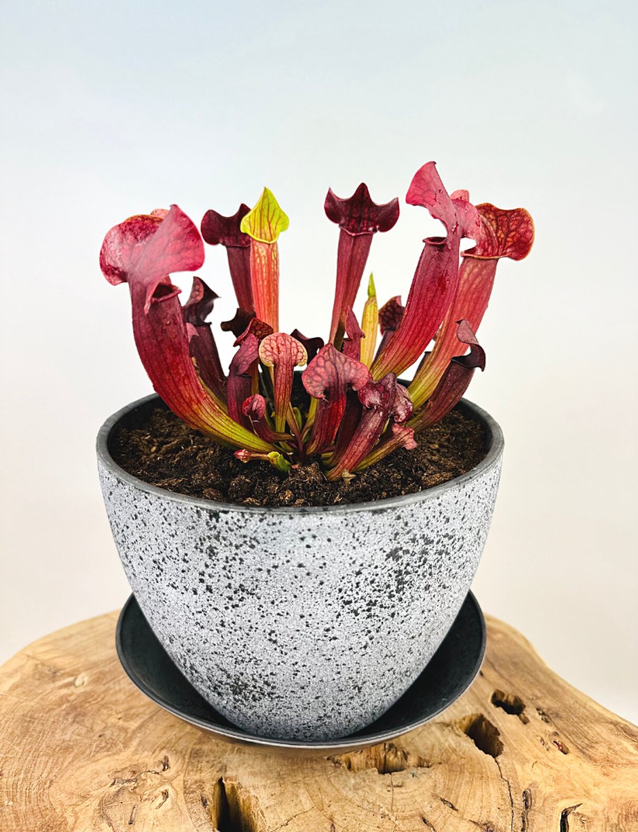 Moerasbak "Karel" - met de "Sarracenia Tess" | ⌀22x17cm | Perfect om insecten in de tuin tegen te gaan | Creëer een prachtige en levendige tuin