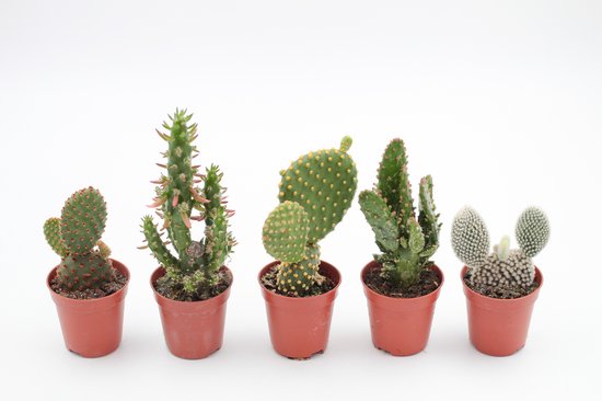 Foto: Ikhebeencactus opuntia mix schijfcactus mickey mouse cactus set van 5 stuks 5 5 cm pot