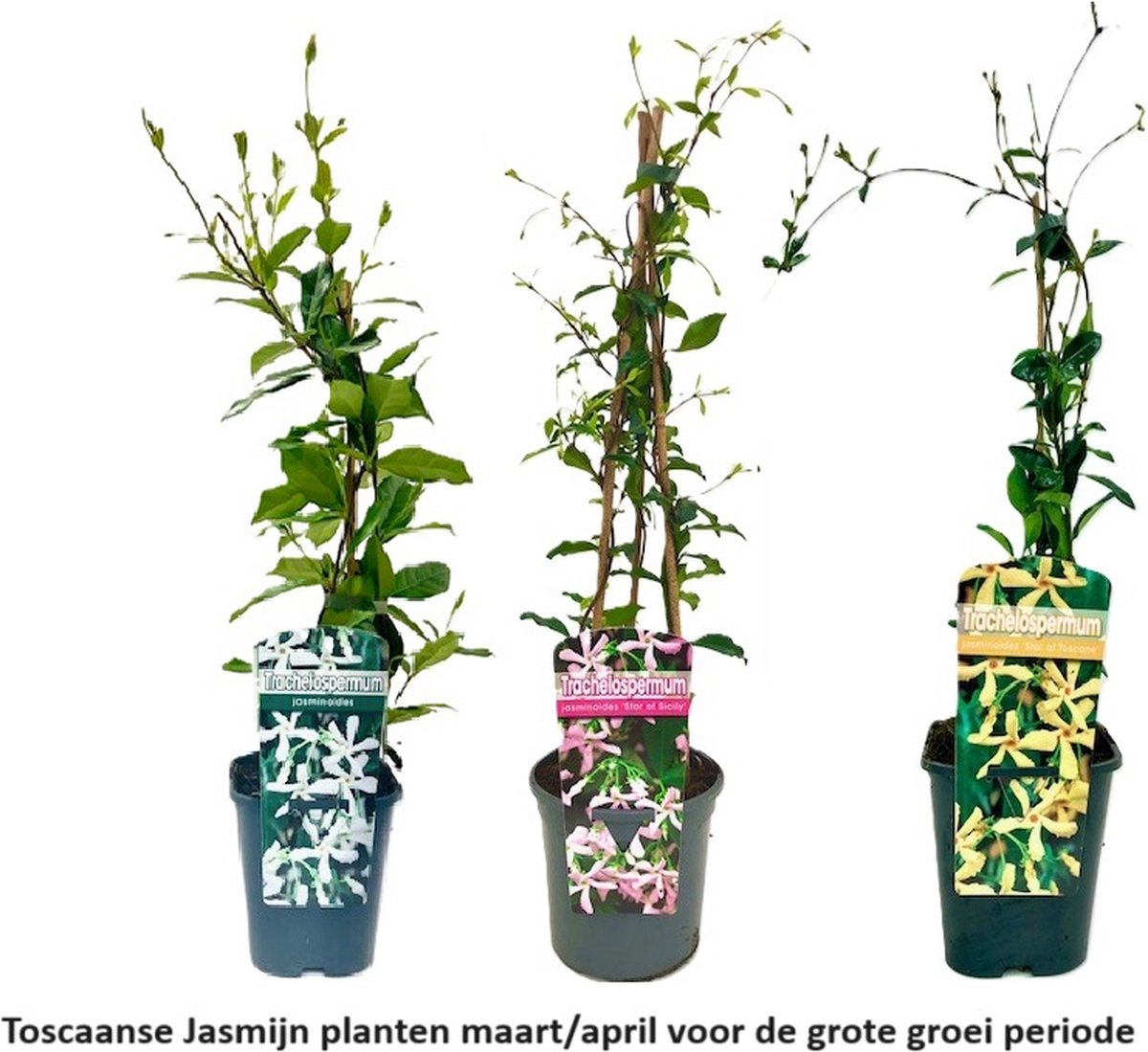3 x Toscaanse Jasmijn Gemengd (3 halen,2 betalen!) - Mix Geel, Wit en Roze Jasmijn plant / Trachelospermum - Sterjasmijn | Groenblijvend/Wintergroen/Winterhard - Klimplanten - 1 strekkende meter Haag met bloemen | 3 x 1,5 liter pot | Hoogte 60/80cm