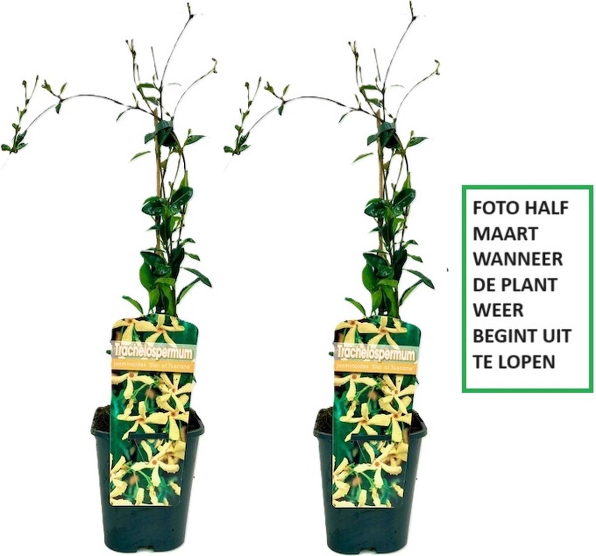 2 x Gele Toscaanse Jasmijn (Sterjasmijn - Star of Toscane) - Klimplanten | Set van 2 Jasmijn Planten met Gele Bloemen - Geel - Groenblijvend / Wintergroen en Winterhard | 2 x 1,5 liter pot - Hoogte 60/80cm