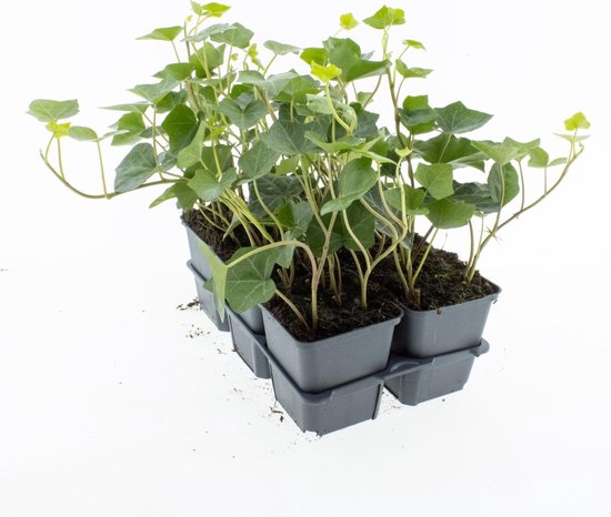 Hedera Tuinplant kopen? Alle Tuinplanten online | bol