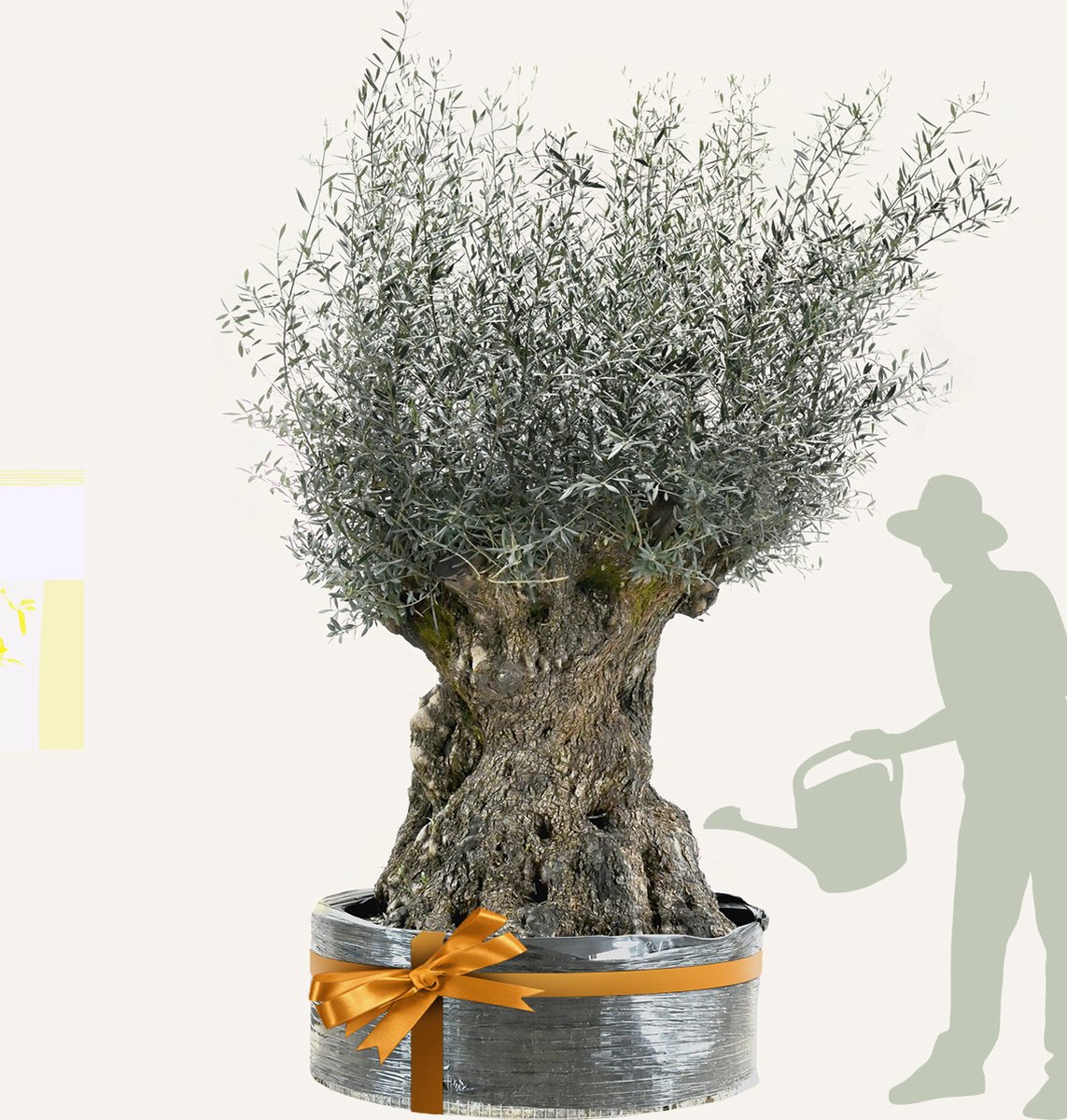 Evergreens - Olijfboom - Olea europaea - 'Bonsai' - 200/220 - Olea Europea - Olijfboom op stam in net - Winterhard - Groenblijvend - Olijven - Voeding