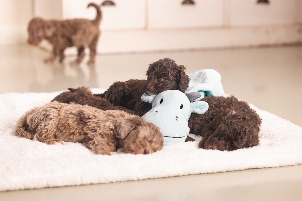 Beeztees Puppy Knuffeldoek Draak - Puppy Speelgoed - Puppyknuffel - Hondenspeelgoed - Groen thumbnail 4