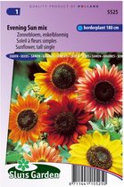 Sluis Garden- Zonnebloem Avondzon mix (Helianthus)