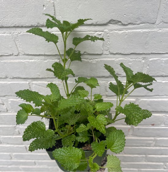6 x Melissa officinalis - CITROENMELISSE, ZOETE MELISSE - pot 9 x 9 cm | bol