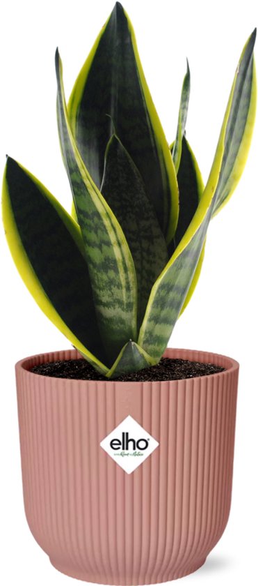 Slangenplant, Schoonmoederstong, Zwaardvormig Donkergroen Blad met strepen, Sansevieria Futura Superba in ELHO Vibes Fold 14cm