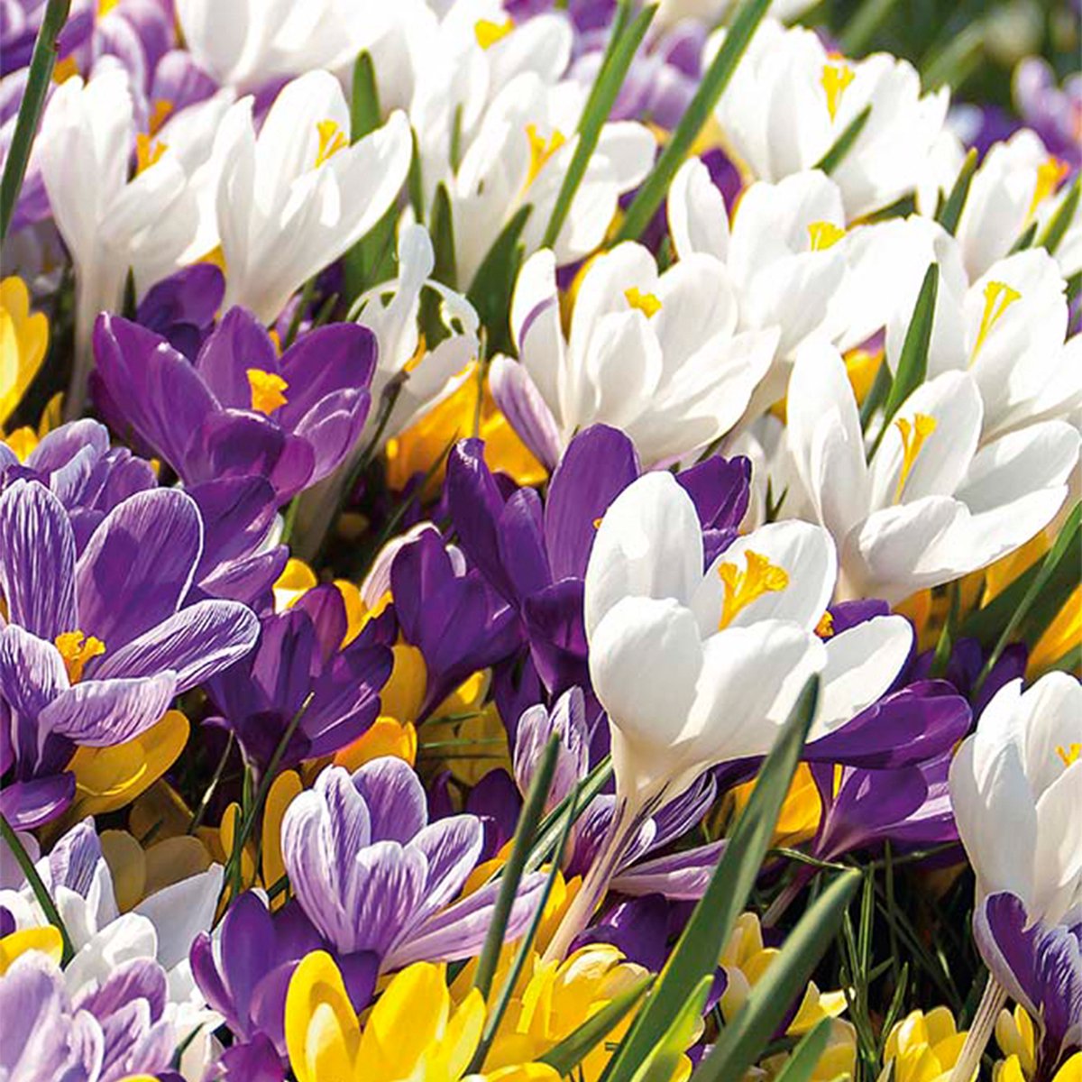 Bloomique - Mix van 40 - Crocus - Krokus - Mix van Kleuren - Bloembollen - Voorjaarsbloeiend - Meerjarige Planten - Groeit tot 10-15 cm