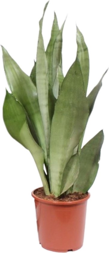 Vrouwentong, Zilverkleurig Blad, Sansevieria Moonshine - Ø17cm - 60cm