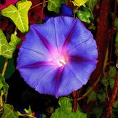 MRS Seeds & Mixtures Klimmende winde - Ipomoea purpurea – groeihoogte: tot 3 meter – eenjarige bloem – trekt nuttig insecten aan – staan prachtig tegen klimsteunen, hekken, muren of pergola’s – er gaan elke ochtend nieuwe bloemkoppen open