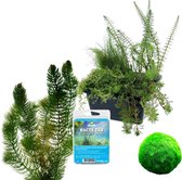 vdvelde.com - Zuurstofplanten Vijver Pakket - S - Voor 100 - 500 L - Zuurstofplanten - Plaatsing: -1 tot -80 cm