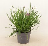 De sierui, Tuinplant, kleur lila/paars, Terrasplant, Balkonplant, Borderplant, Allium Avatar P17 (PT) - Ø17cm - 35cm