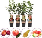 Fruitbomen mix - set van 4 fruitplanten: 2x appel, peer en pruim - hoogte 45-55 cm - zelfbestuivend - winterhard