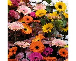 Gerbera zaden - Gerbera gemengd