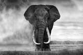 Plexiglas Walking Elephant 120 x 80 cm op Plexiglas incl. luxe ophangframe