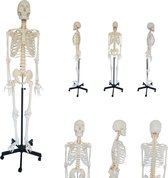 Het menselijk lichaam - anatomie model skelet (180 cm, ware grootte)
