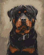 Rottweiler Schilderen op Nummer Volwassenen & Kinderen met Frame – Paint By Number met Canvas Schildersdoek 40x50 & Acrylverf