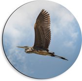Dibond Wandcirkel - Roofvogel in de Lucht - 40x40cm Foto op Aluminium Wandcirkel (met ophangsysteem)