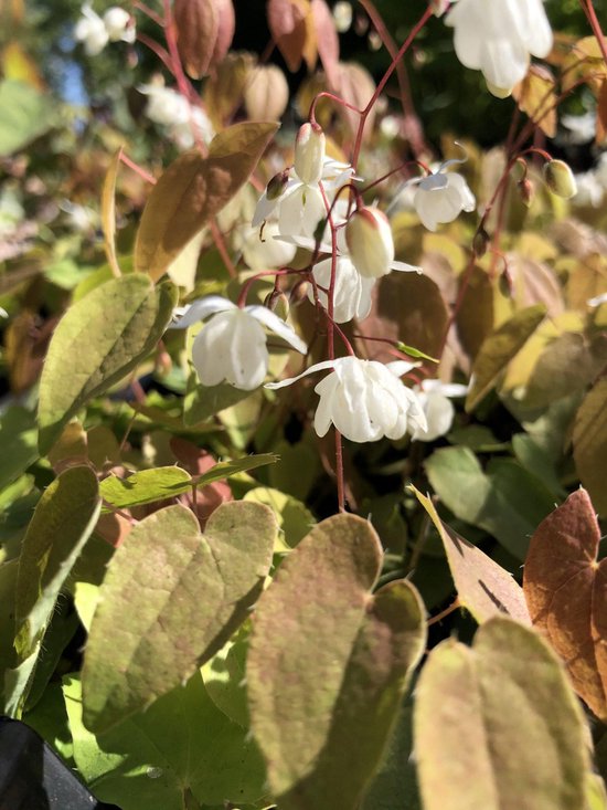 6 x Epimedium youngianum 'Niveum' - Elfenbloem - P9 Pot (9 x 9cm) - Dima Vaste Planten