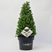 2x Ilex Crenata Dark Green Kegel - Japanse Hulst in 5 liter pot met planthoogte 40cm