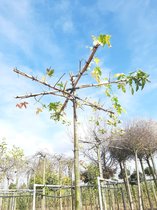 Dakamberboom - Liquidambar styraciflua | Kruisdak | omtrek: 10-14 cm | Hoogte: 230 cm