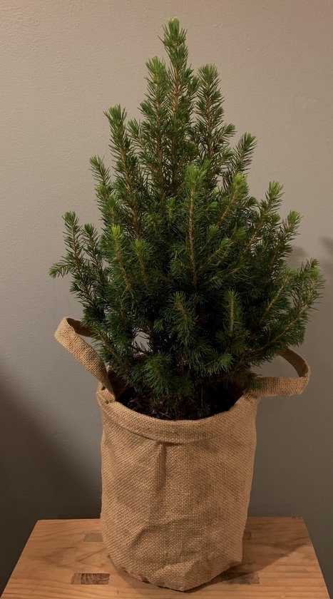 Mini Picea kerstboom met jute planten pot , per set | Kerst | Mini Kerstboom  | Picea |... | bol.com