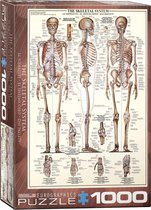 Eurographics puzzel Skeletal System - 1000 stukjes