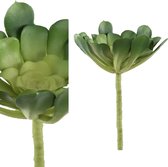 Plant Succulent - PTMD - Groen - 18cm x 15cm x 7cm