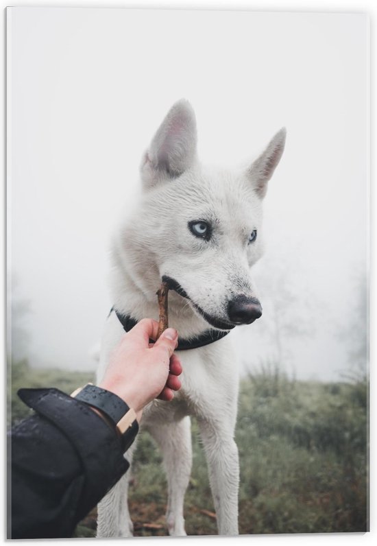 Acrylglas - Witte Hond met Takje - 40x60cm Foto op Acrylglas (Wanddecoratie op Acrylglas)