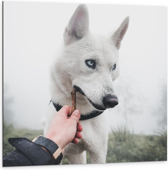 Dibond - Witte Hond met Takje - 100x100cm Foto op Aluminium (Wanddecoratie van metaal)