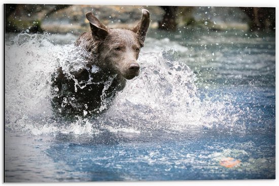 Dibond - Bruine Hond in het Water aan het Rennen - 60x40cm Foto op Aluminium (Wanddecoratie van metaal)