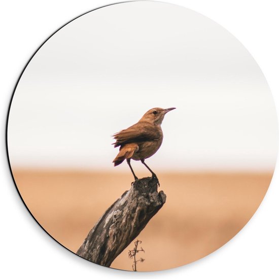 Dibond Wandcirkel - Vogeltje op een Houten Stok  - 30x30cm Foto op Aluminium Wandcirkel (met ophangsysteem)