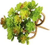 rayer 55748000 sedum 11x10,5cm