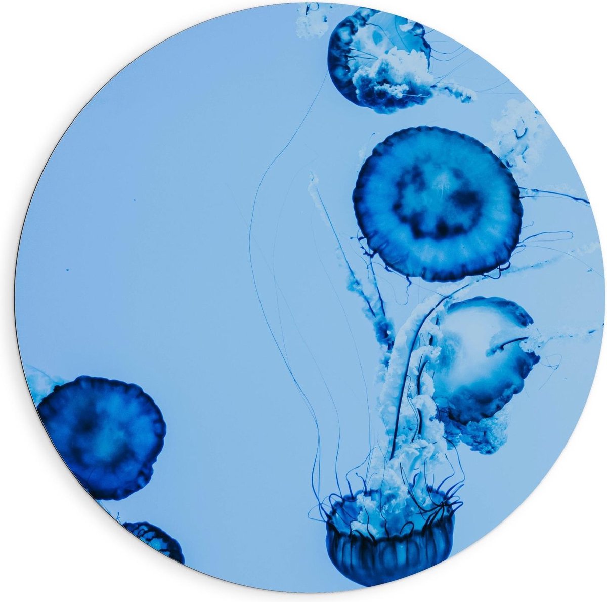 KuijsFotoprint Dibond Wandcirkel - Blauwe Kwallen in het Water - 90x90cm Foto op Aluminium Wandcirkel (met ophangsysteem)