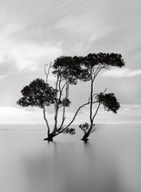 Fotobehang - Trees In The Still Water 192x260cm - Vliesbehang