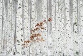 Fotobehang - White Birch Forest 384x260cm - Vliesbehang