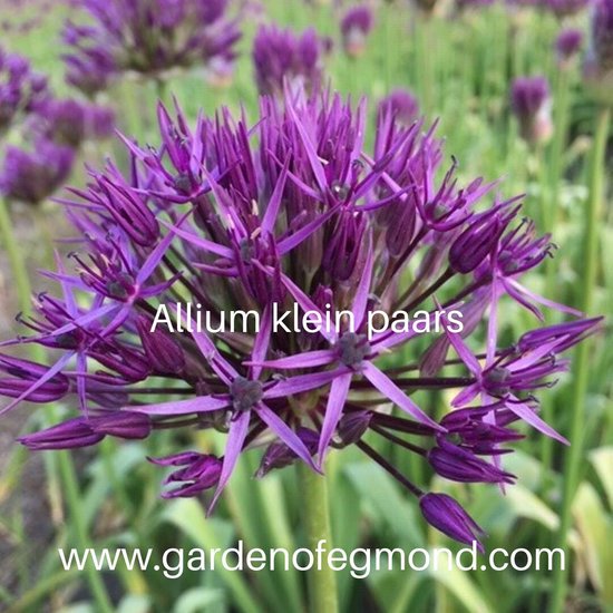 Allium Klein Paars Bloembollen Bol Com