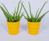 2x Aloe Vera Kamerplant - ± 30cm hoog - In gele bloempot