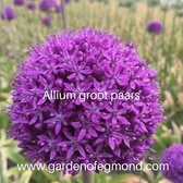 Allium groot paars bollen