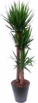 Yucca Elephantipes toef in Artstone Claire grijs | Palmlelie