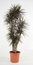 Dracaena Marginata vertakt | Drakenbloedboom